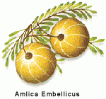 AMLA (Bio. Amalaki)-Churna